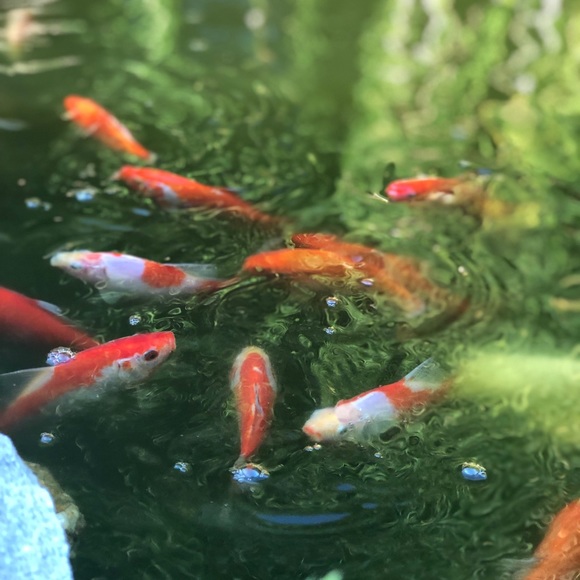 Meet your Posher, Ana - Picture 1 of 1